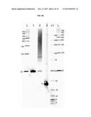 METHODS AND TRANSPOSON NUCLEIC ACIDS FOR GENERATING A DNA LIBRARY diagram and image