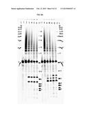 METHODS AND TRANSPOSON NUCLEIC ACIDS FOR GENERATING A DNA LIBRARY diagram and image