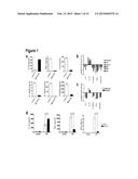 SIK INHIBITOR FOR USE IN A METHOD OF TREATING AN INFLAMMATORY AND/OR     IMMUNE DISORDER diagram and image