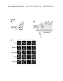 SIK INHIBITOR FOR USE IN A METHOD OF TREATING AN INFLAMMATORY AND/OR     IMMUNE DISORDER diagram and image