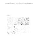 PROTEIN-BASED THERAPY AND DIAGNOSIS OF TAU-MEDIATED PATHOLOGY IN     ALZHEIMER S DISEASE diagram and image