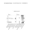 PROTEIN-BASED THERAPY AND DIAGNOSIS OF TAU-MEDIATED PATHOLOGY IN     ALZHEIMER S DISEASE diagram and image