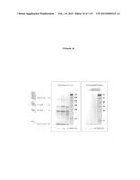 PROTEIN-BASED THERAPY AND DIAGNOSIS OF TAU-MEDIATED PATHOLOGY IN     ALZHEIMER S DISEASE diagram and image