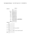 PROTEIN-BASED THERAPY AND DIAGNOSIS OF TAU-MEDIATED PATHOLOGY IN     ALZHEIMER S DISEASE diagram and image