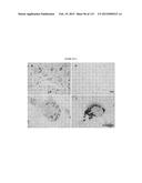 PROTEIN-BASED THERAPY AND DIAGNOSIS OF TAU-MEDIATED PATHOLOGY IN     ALZHEIMER S DISEASE diagram and image