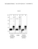 PROTEIN-BASED THERAPY AND DIAGNOSIS OF TAU-MEDIATED PATHOLOGY IN     ALZHEIMER S DISEASE diagram and image