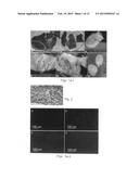 Natural Tissue-Derived Decellularized Matrix and Methods of Generating and     Using Same diagram and image