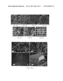 Natural Tissue-Derived Decellularized Matrix and Methods of Generating and     Using Same diagram and image