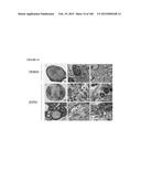 MULTIFUNCTIONAL IMMATURE DENTAL PULP STEM CELLS AND THERAPEUTIC     APPLICATIONS diagram and image