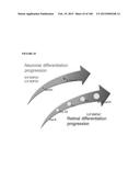 MULTIFUNCTIONAL IMMATURE DENTAL PULP STEM CELLS AND THERAPEUTIC     APPLICATIONS diagram and image