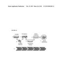 MULTIFUNCTIONAL IMMATURE DENTAL PULP STEM CELLS AND THERAPEUTIC     APPLICATIONS diagram and image