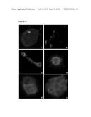 MULTIFUNCTIONAL IMMATURE DENTAL PULP STEM CELLS AND THERAPEUTIC     APPLICATIONS diagram and image