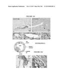 MULTIFUNCTIONAL IMMATURE DENTAL PULP STEM CELLS AND THERAPEUTIC     APPLICATIONS diagram and image