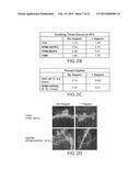 ANTIBODY BINDING MICROBIAL HEPARIN BINDING MOTIF TO RETARD OR PREVENT     MICROBIAL BIOFILM FORMATION ON IMPLANTED MEDICAL DEVICES diagram and image