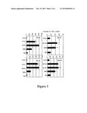 CD4+ T Survivin Epitopes and Uses Thereof diagram and image