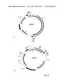 CORONAVIRUS, NUCLEIC ACID, PROTEIN, AND METHODS FOR THE GENERATION OF     VACCINE, MEDICAMENTS AND DIAGNOSTICS diagram and image