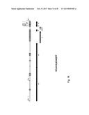 CORONAVIRUS, NUCLEIC ACID, PROTEIN, AND METHODS FOR THE GENERATION OF     VACCINE, MEDICAMENTS AND DIAGNOSTICS diagram and image