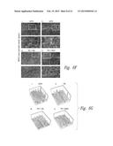 COMPOSITIONS AND METHODS FOR UPREGULATING HIPPOCAMPAL PLASTICITY AND     HIPPOCAMPUS-DEPENDENT LEARNING AND MEMORY diagram and image