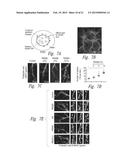 COMPOSITIONS AND METHODS FOR UPREGULATING HIPPOCAMPAL PLASTICITY AND     HIPPOCAMPUS-DEPENDENT LEARNING AND MEMORY diagram and image