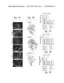 COMPOSITIONS AND METHODS FOR UPREGULATING HIPPOCAMPAL PLASTICITY AND     HIPPOCAMPUS-DEPENDENT LEARNING AND MEMORY diagram and image