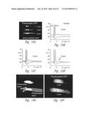 COMPOSITIONS AND METHODS FOR UPREGULATING HIPPOCAMPAL PLASTICITY AND     HIPPOCAMPUS-DEPENDENT LEARNING AND MEMORY diagram and image