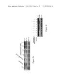 Novel autophagy enhancer for treatment of neurodegenerative diseases diagram and image