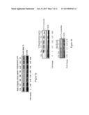 Novel autophagy enhancer for treatment of neurodegenerative diseases diagram and image