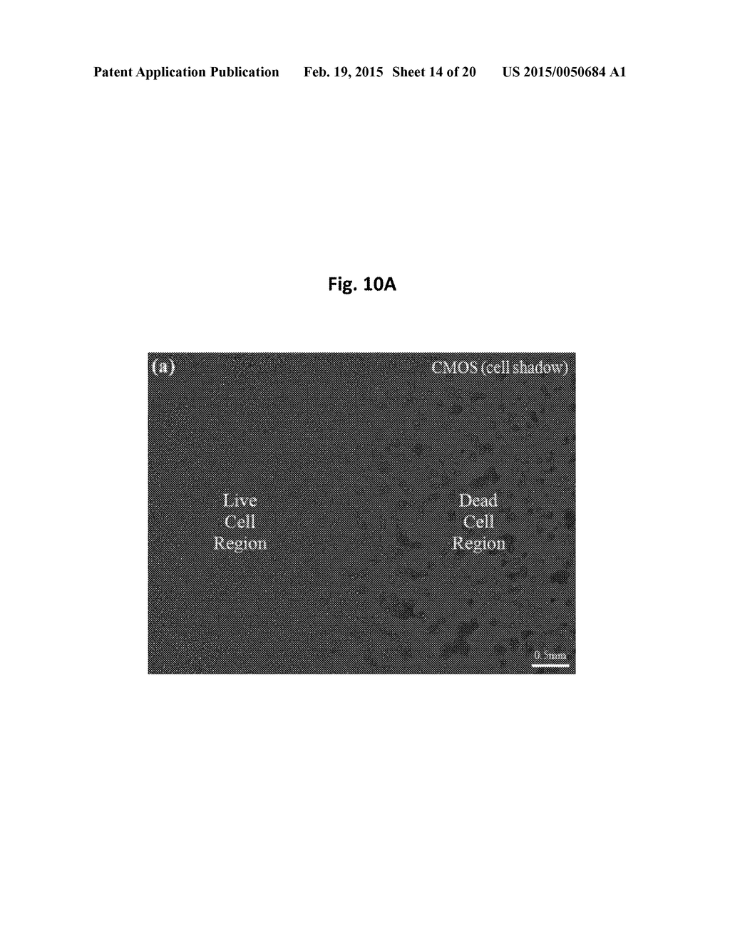APPARATUS FOR MEASURING CELL ACTIVITY AND METHOD FOR ANALYZING CELL     ACTIVITY - diagram, schematic, and image 15