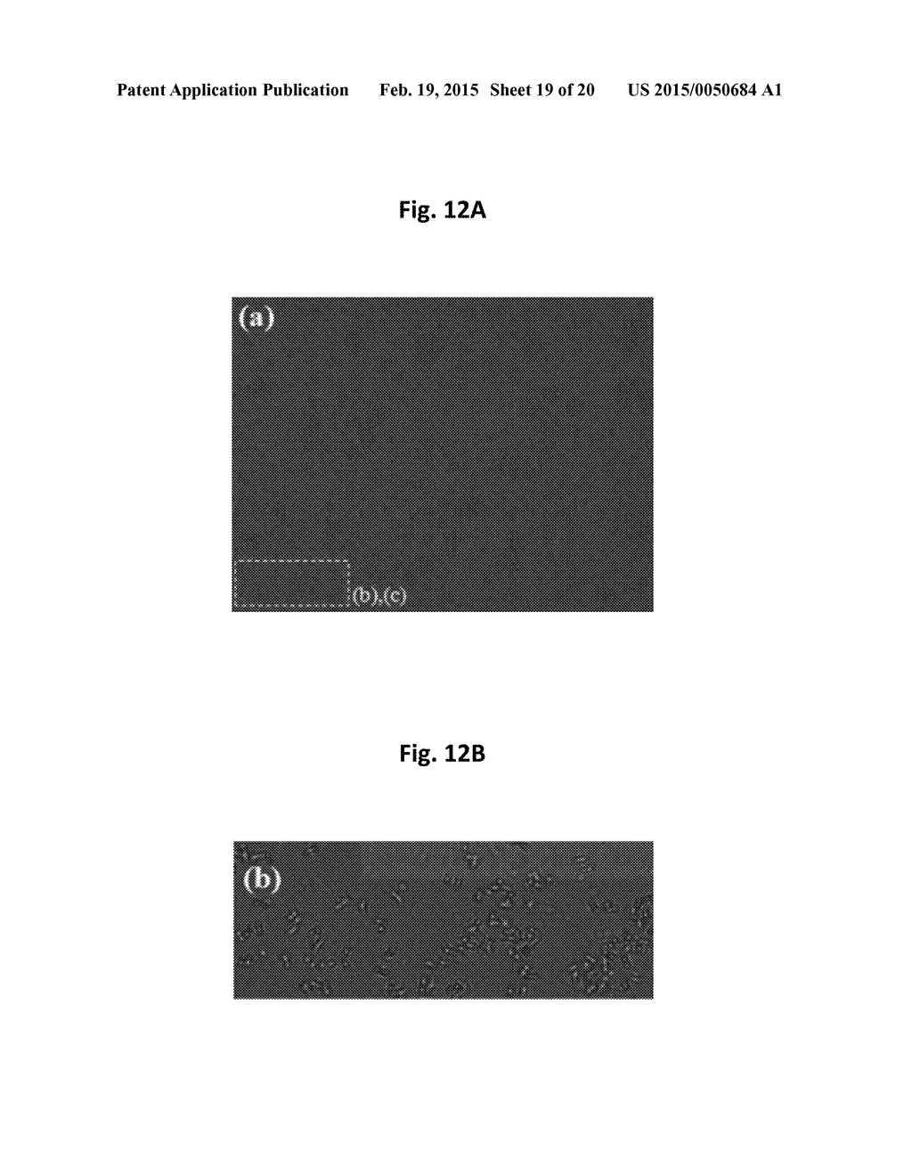 APPARATUS FOR MEASURING CELL ACTIVITY AND METHOD FOR ANALYZING CELL     ACTIVITY - diagram, schematic, and image 20