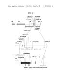 METHOD FOR PREPARING MUTANT ESCHERICHIA COLI CAPABLE OF SIMULTANEOUSLY     UTILIZING GLUCOSE AND XYLOSE diagram and image