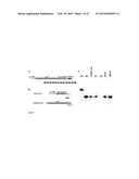 RNA-DIRECTED DNA CLEAVAGE BY THE Cas9-crRNA COMPLEX diagram and image