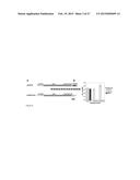 RNA-DIRECTED DNA CLEAVAGE BY THE Cas9-crRNA COMPLEX diagram and image