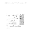 RNA-DIRECTED DNA CLEAVAGE BY THE Cas9-crRNA COMPLEX diagram and image