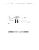 RNA-DIRECTED DNA CLEAVAGE BY THE Cas9-crRNA COMPLEX diagram and image