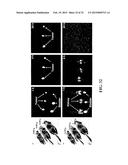 Stably Tethered Structures of Defined Compositions with Multiple Functions     or Binding Specificities diagram and image