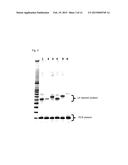 METHOD FOR IDENTIFICATION AND DETECTION OF MUTANT GENE USING INTERCALATOR diagram and image