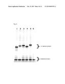 METHOD FOR IDENTIFICATION AND DETECTION OF MUTANT GENE USING INTERCALATOR diagram and image