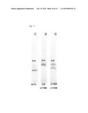 METHOD FOR IDENTIFICATION AND DETECTION OF MUTANT GENE USING INTERCALATOR diagram and image