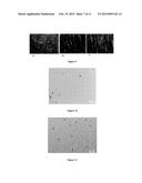 MULTIFUNCTIONAL NANOPARTICLES FOR MOLECULAR AND CELLULAR SEPARATION,     DETECTION AND QUANTIFICATION diagram and image