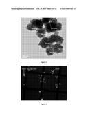 MULTIFUNCTIONAL NANOPARTICLES FOR MOLECULAR AND CELLULAR SEPARATION,     DETECTION AND QUANTIFICATION diagram and image