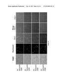 MULTIFUNCTIONAL NANOPARTICLES FOR MOLECULAR AND CELLULAR SEPARATION,     DETECTION AND QUANTIFICATION diagram and image