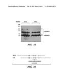 COMPOSITIONS, METHODS AND ASSAYS COMPRISING AMYLIN OR AMLYIN ANALOGS FOR     ABETA-PEPTIDE MEDIATED DISORDERS diagram and image