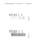 METHOD OF TREATING LEUKEMIA USING RICE PROLAMIN diagram and image