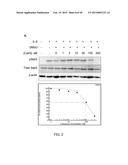 METHODS AND COMPOSITIONS FOR TREATMENT OF FIBROSIS diagram and image