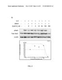 METHODS AND COMPOSITIONS FOR TREATMENT OF FIBROSIS diagram and image