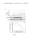 METHODS AND COMPOSITIONS FOR TREATMENT OF FIBROSIS diagram and image