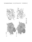 METHODS AND COMPOSITIONS FOR TREATMENT OF FIBROSIS diagram and image