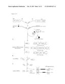 BICISTRONIC GENE TRANSFER TOOLS FOR DELIVERY OF miRNAS AND PROTEIN CODING     SEQUENCES diagram and image