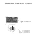 BICISTRONIC GENE TRANSFER TOOLS FOR DELIVERY OF miRNAS AND PROTEIN CODING     SEQUENCES diagram and image