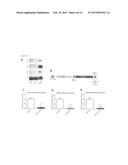 BICISTRONIC GENE TRANSFER TOOLS FOR DELIVERY OF miRNAS AND PROTEIN CODING     SEQUENCES diagram and image